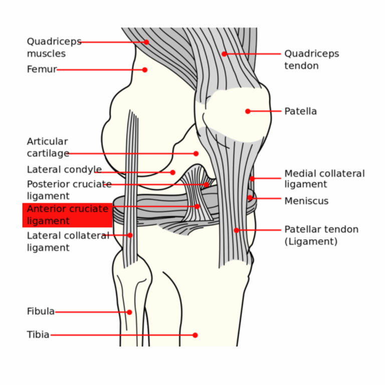 Genouillère Ligamentaire Sport Pour Sportif Débutant / Confirmé PlayTX